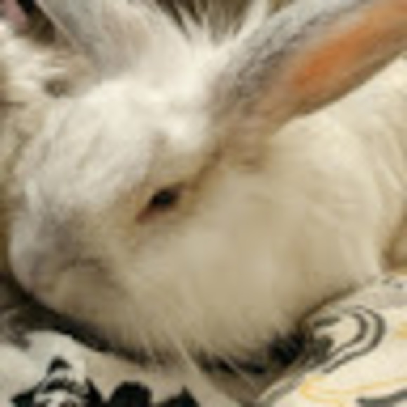 Meet your Posher, Lauren - Picture 1 of 1